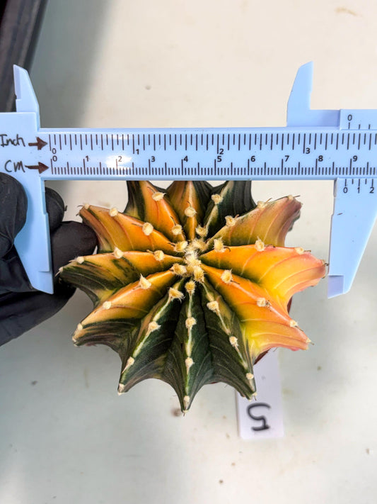 Gymnocalycium Lb Hybrid (gy5) (5r) | Imported Plants