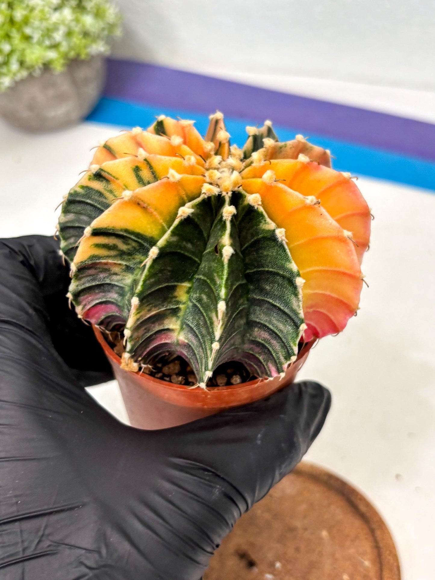 Gymnocalycium Lb Hybrid (gy5) (5r) | Imported Plants