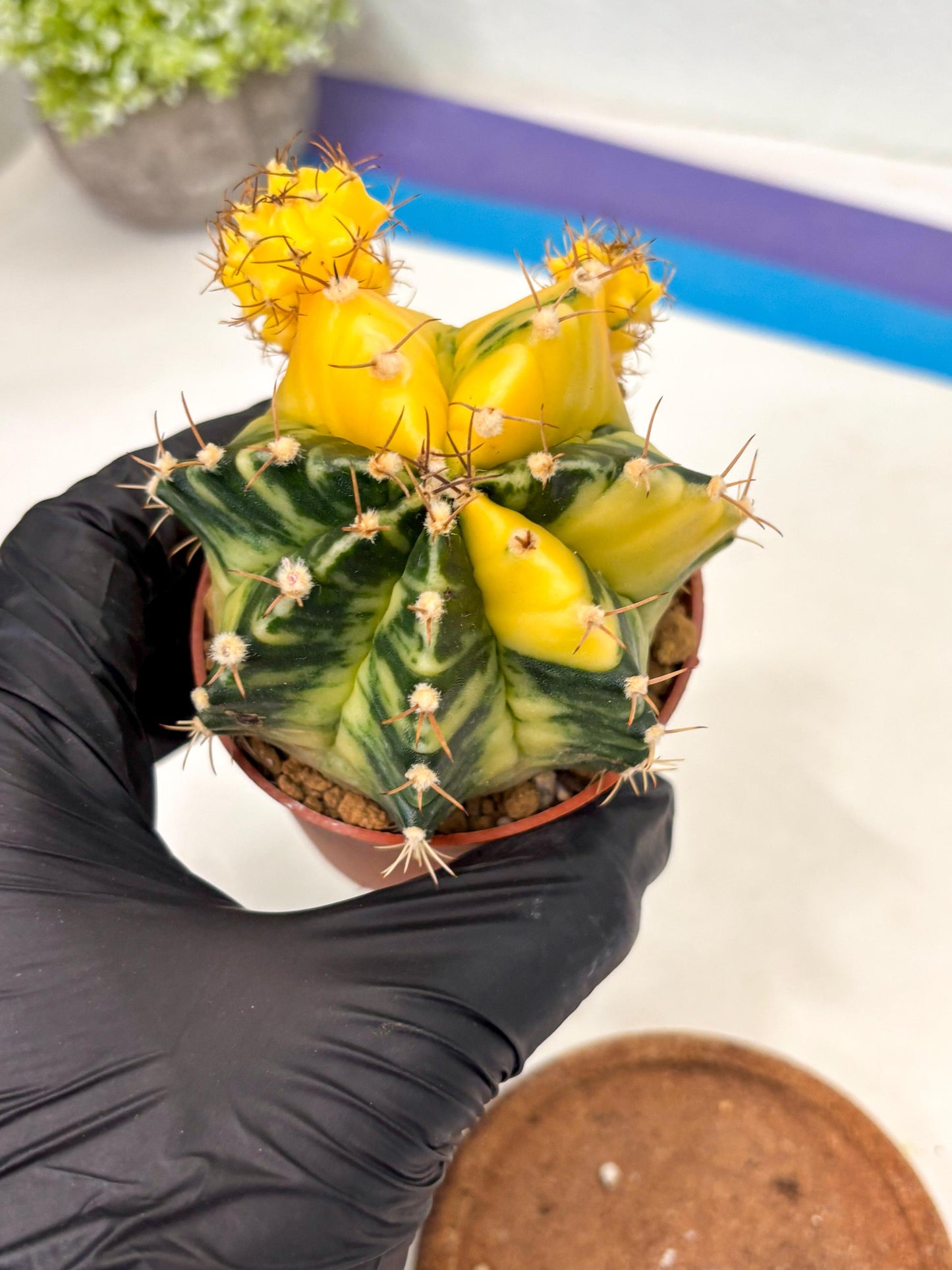 Gymnocalycium Mihanovichii (gy10) (y5) | Big Variegated cactus