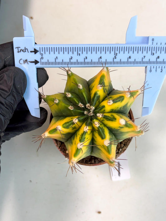 Gymnocalycium Mihanovichii (gy10) (p1) | Imported Plants