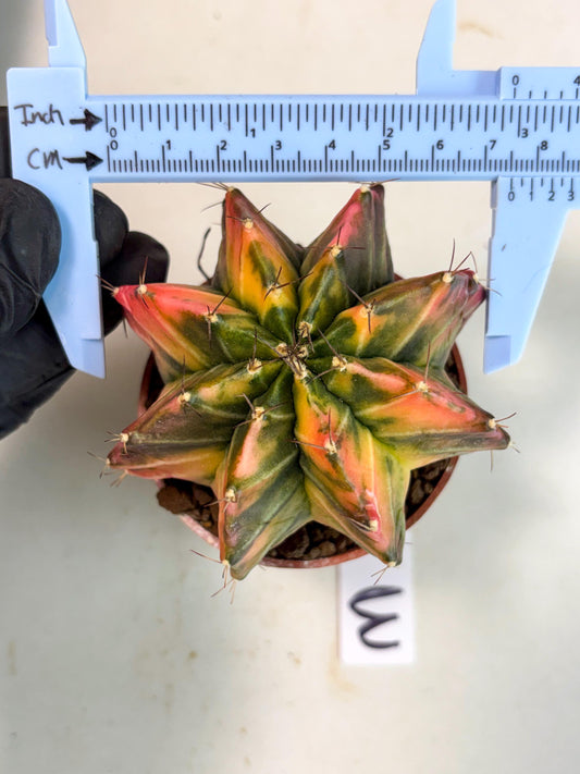 Gymnocalycium Mihanovichii (gy10) (p3) | Big Variegated cactus