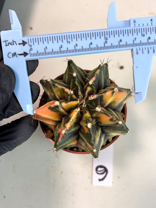 Gymnocalycium Mihanovichii (gy10) (p6) | Big Variegated cactus