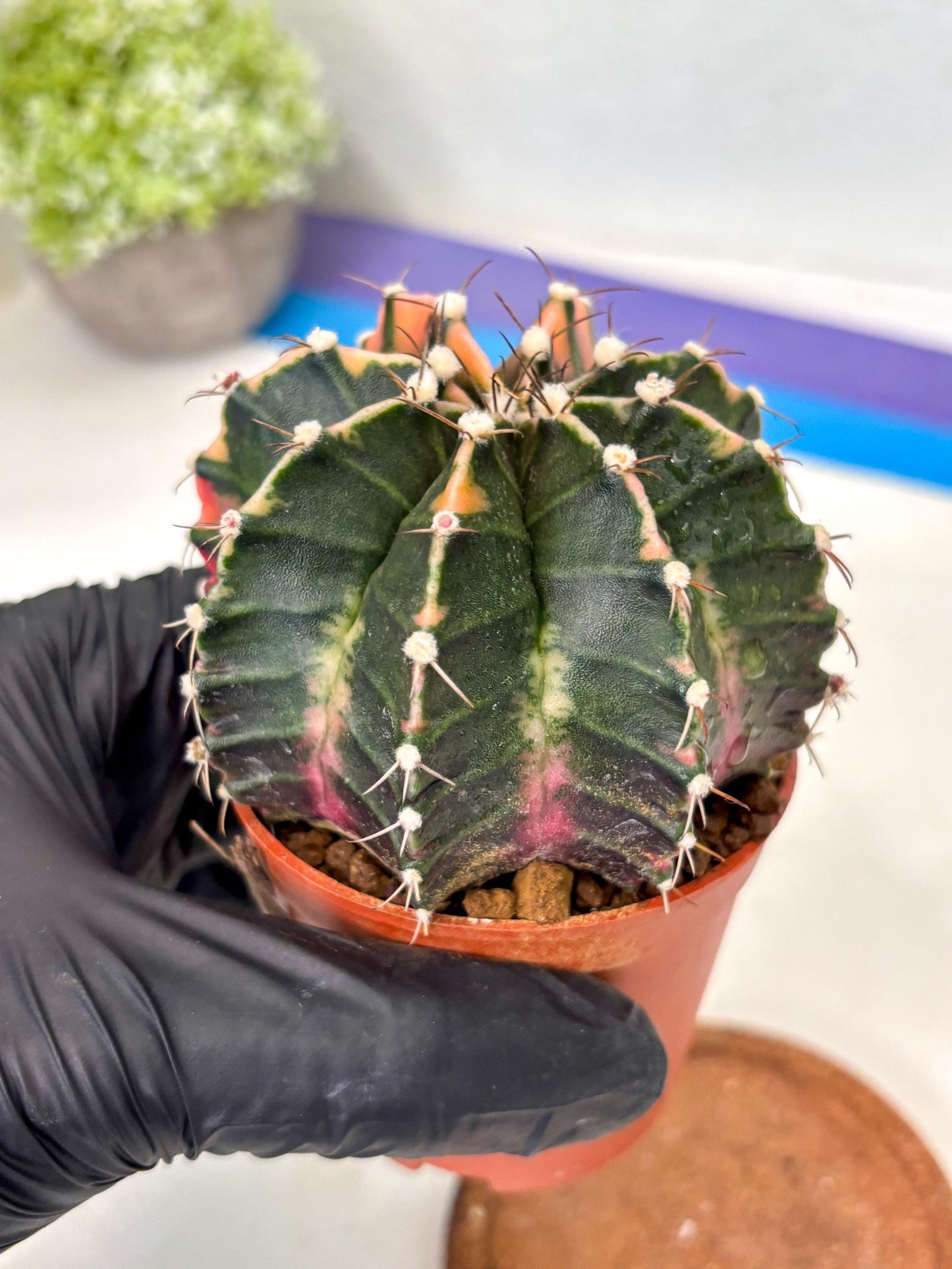 Gymnocalycium Mihanovichii (gy10) (p5) | Big Variegated cactus