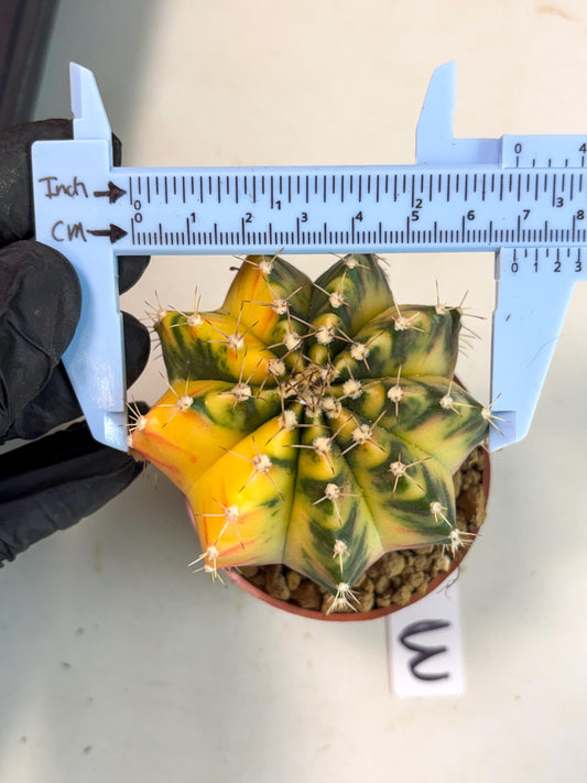 Gymnocalycium Mihanovichii (gy10) (g3) | Big Variegated cactus