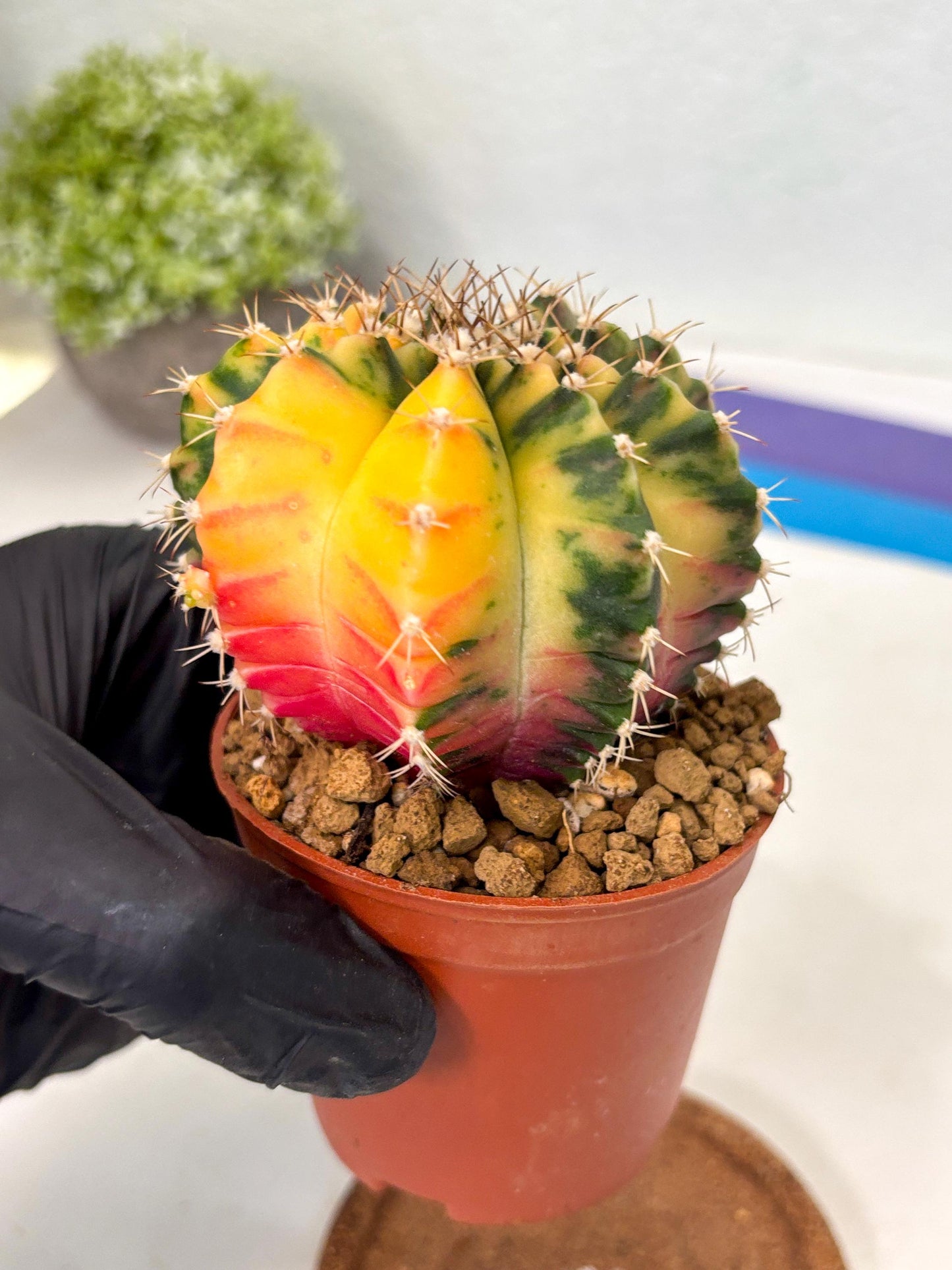 Gymnocalycium Mihanovichii (gy10) (g3) | Big Variegated cactus