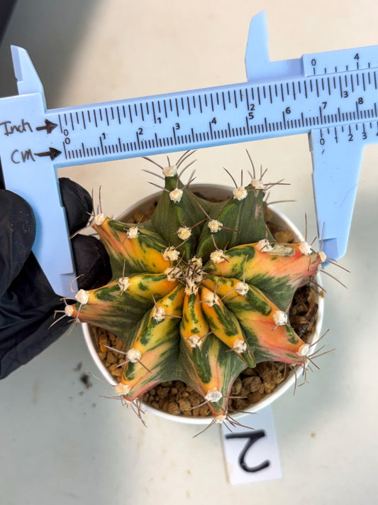 Gymnocalycium Mihanovichii (gy15) (g2) | Imported Plants