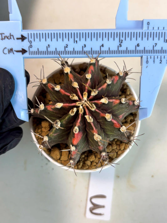Gymnocalycium Mihanovichii (gy15) (g3) | Imported Plants