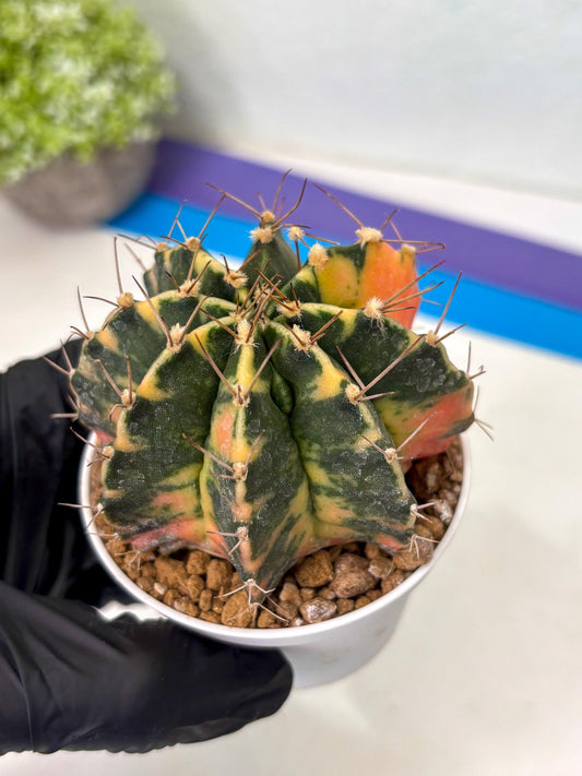 Gymnocalycium Mihanovichii (gy15) (g5) | Imported Plants