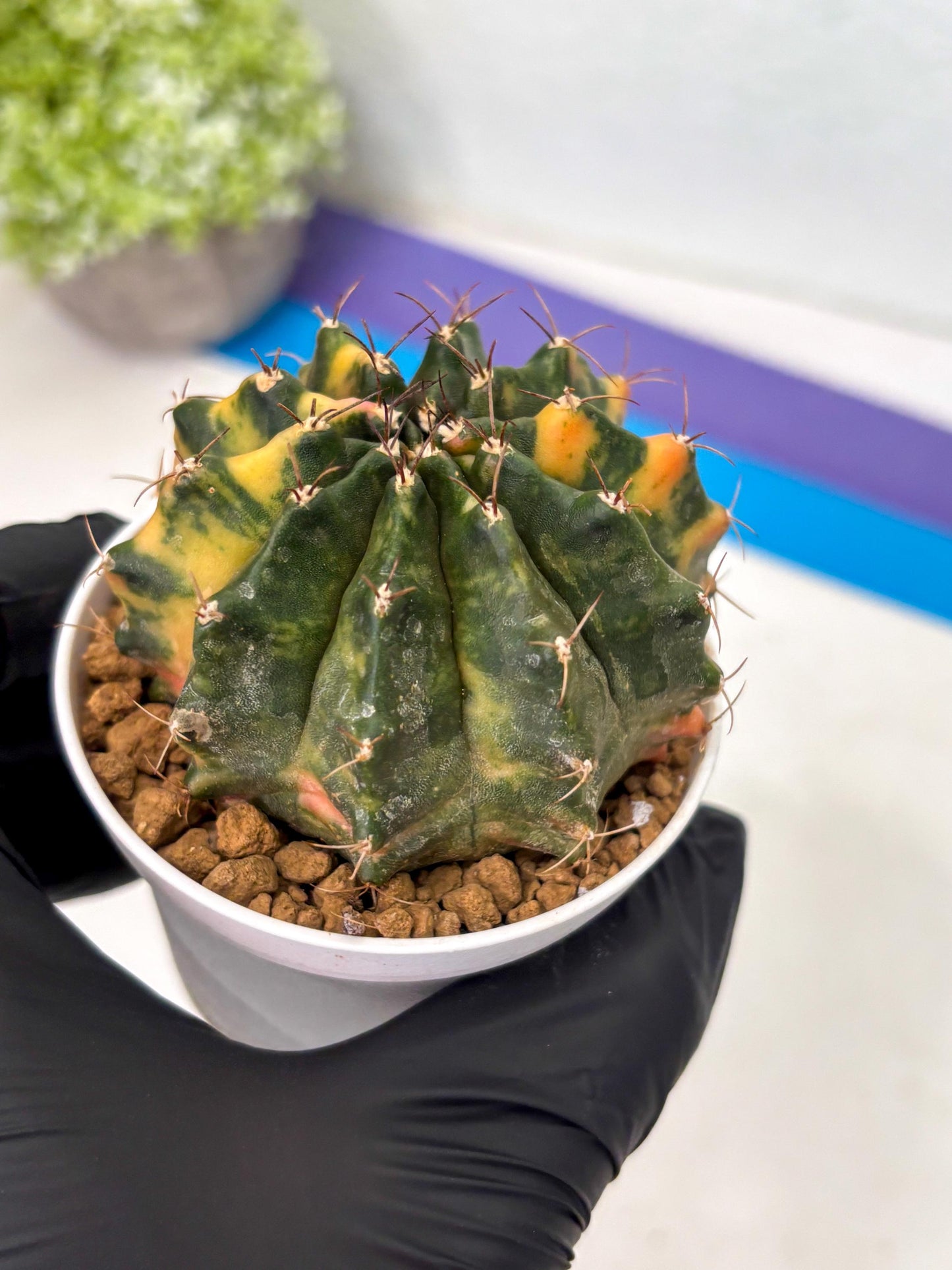 Gymnocalycium Mihanovichii (gy15) (g4) | Imported Plants
