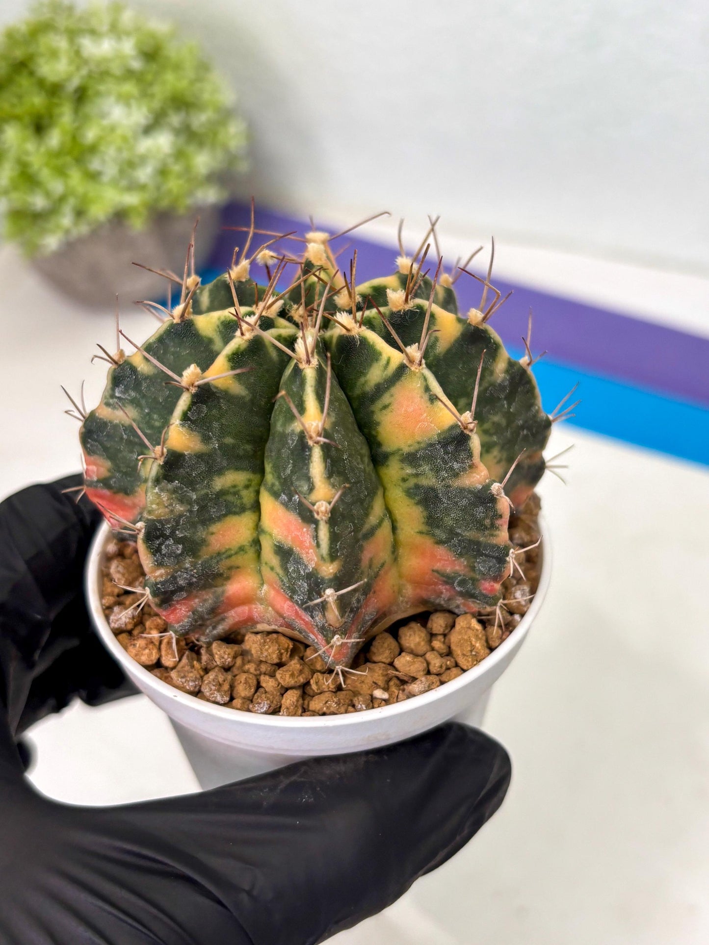 Gymnocalycium Mihanovichii (gy15) (g5) | Imported Plants