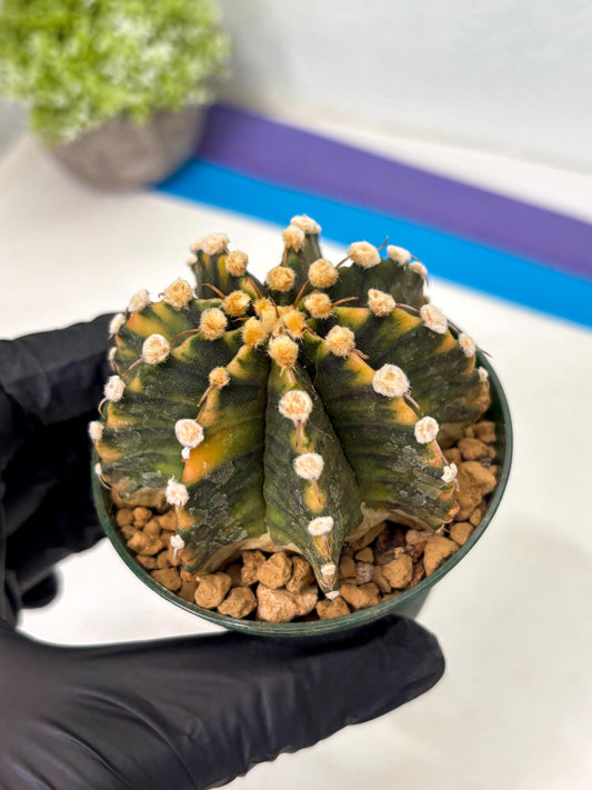 Gymnocalycium Mihanovichii (gy15) (g7) | Imported Plants