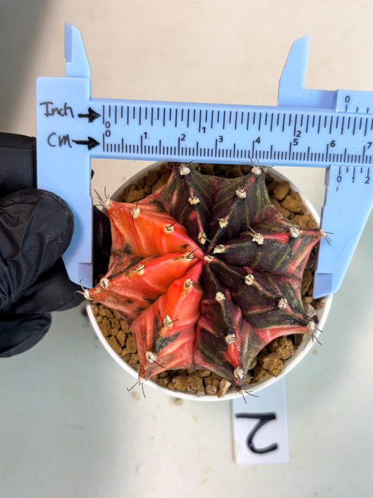 Gymnocalycium Mihanovichii (gy15) (y2) | Imported Plants