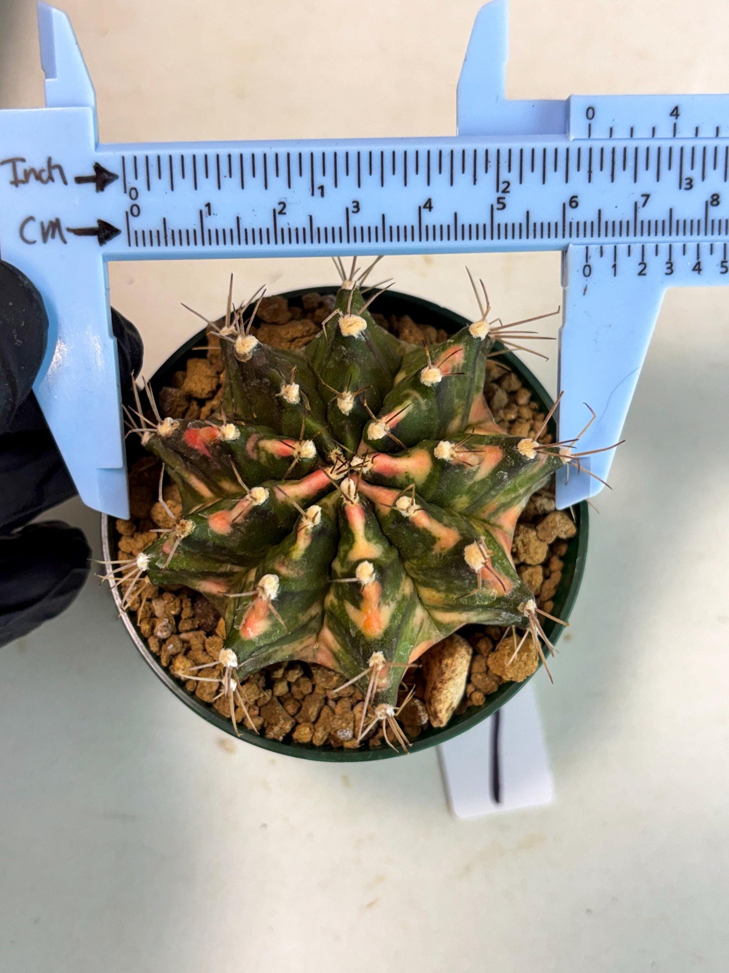 Gymnocalycium Mihanovichii (gy15) (y1) | Imported Plants