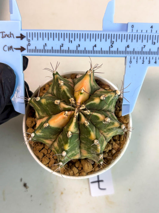 Gymnocalycium Mihanovichii (gy15) (y7) | Imported Plants