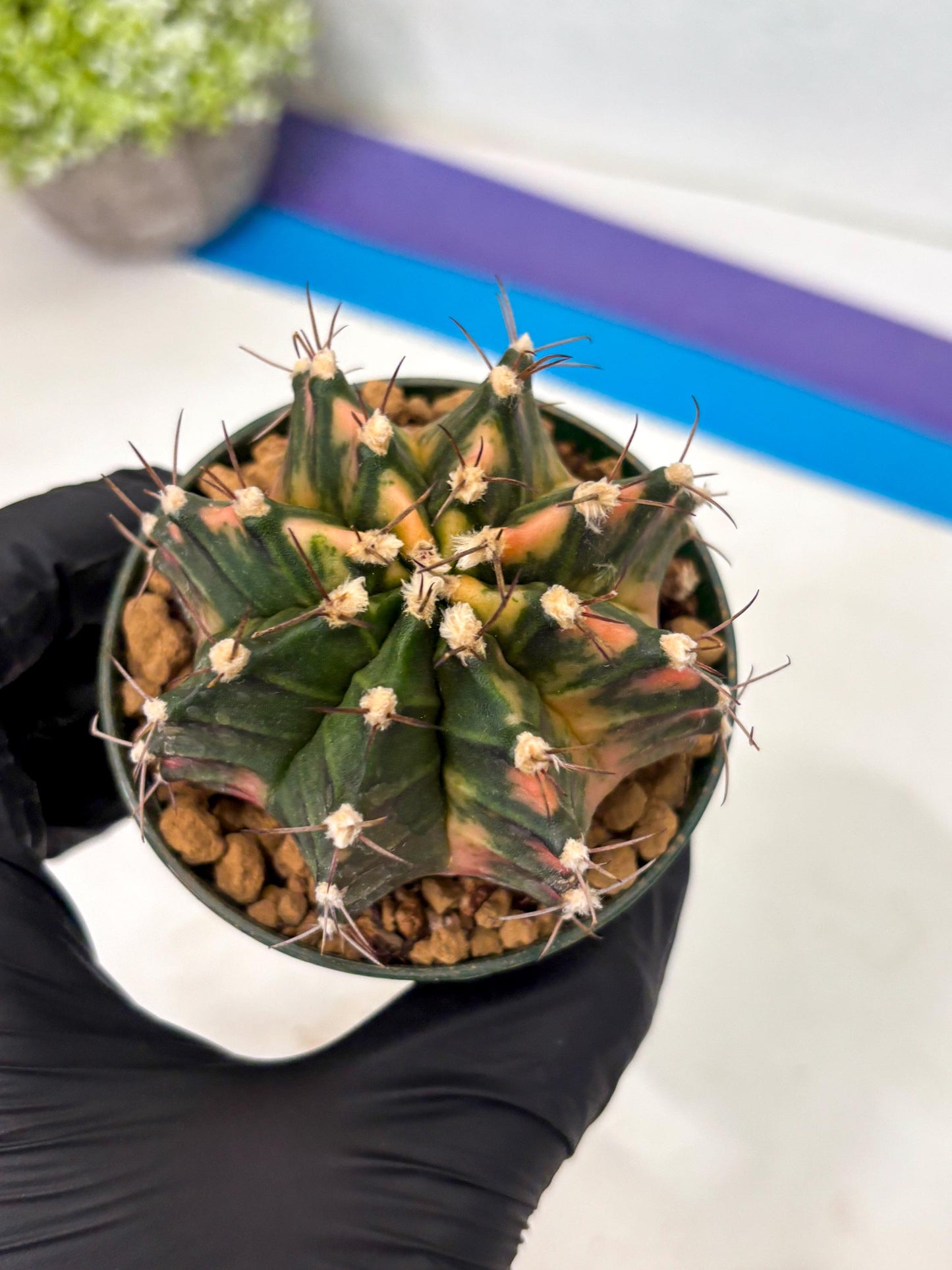 Gymnocalycium Mihanovichii (gy15) (y6) | Imported Plants