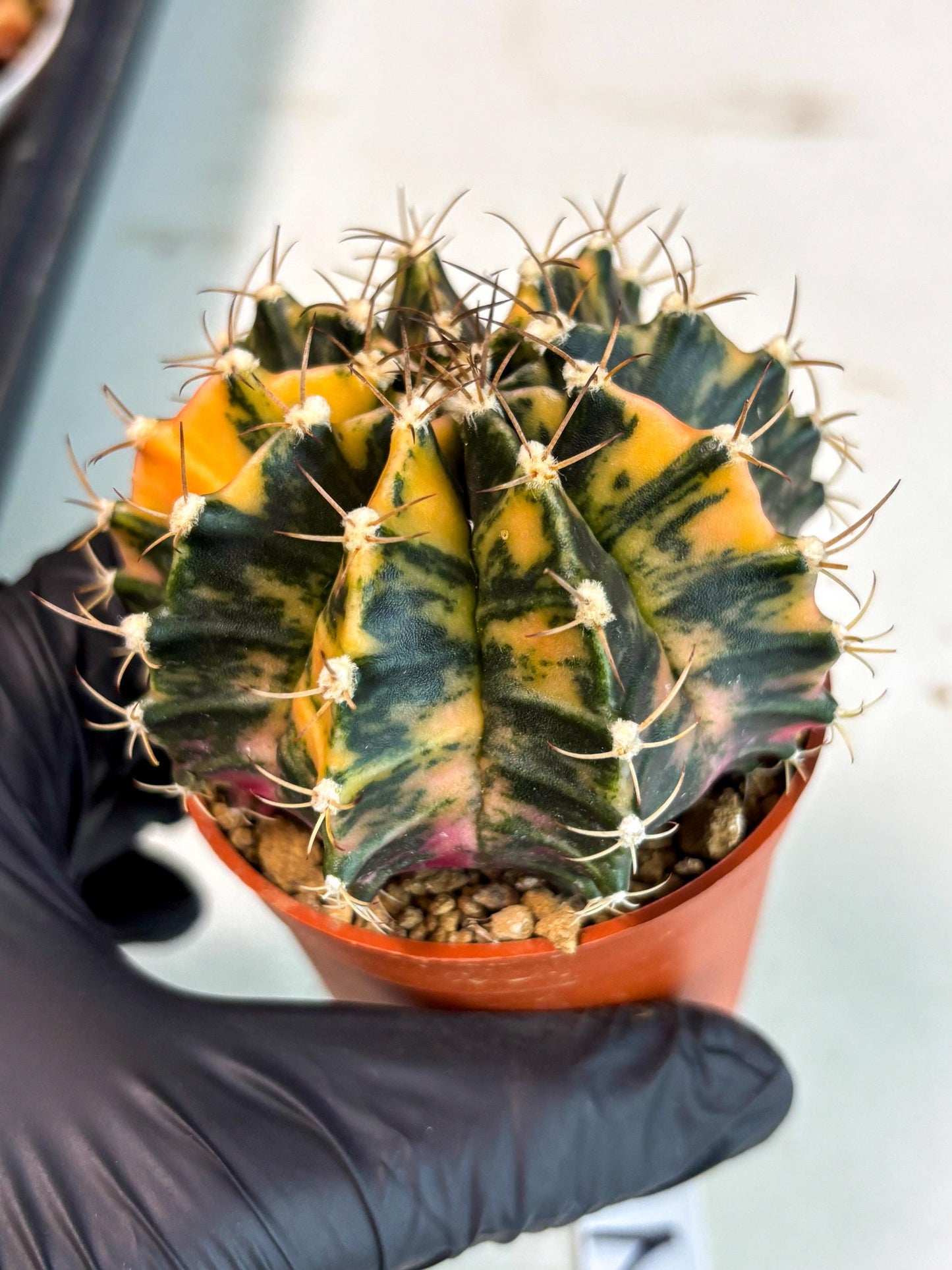 Gymnocalycium Mihanovichii (gy15) (r2) | Imported Plants