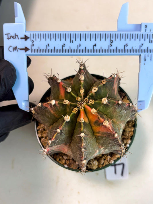 Gymnocalycium Mihanovichii (gy15) (r4) | Imported Plants