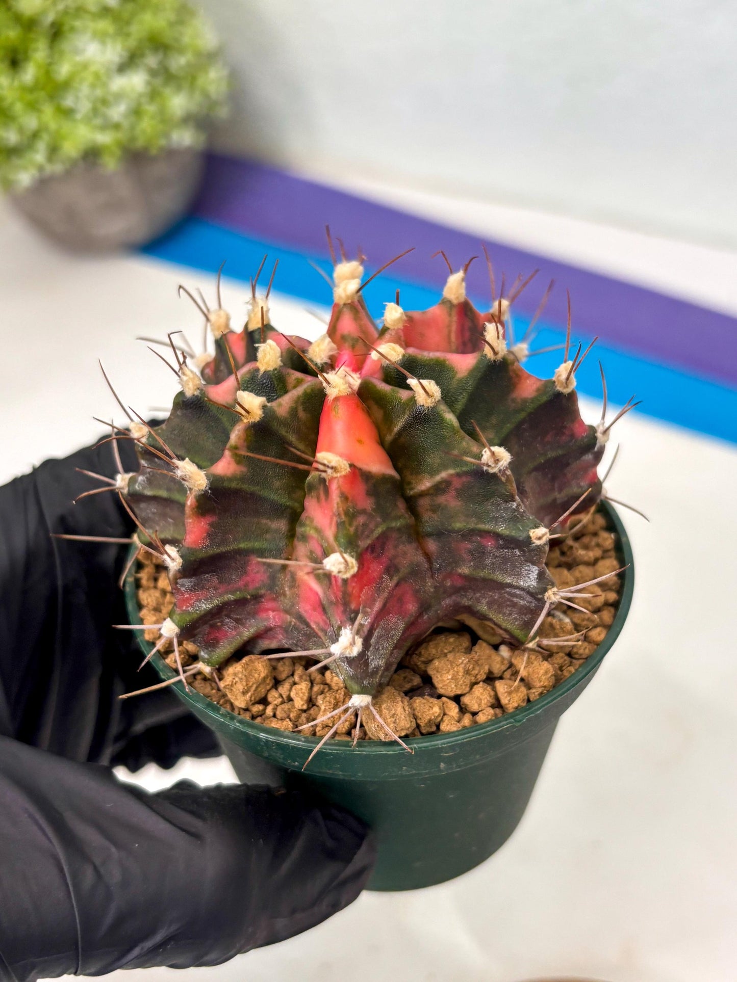 Gymnocalycium Mihanovichii (gy15) (r3) | Imported Plants