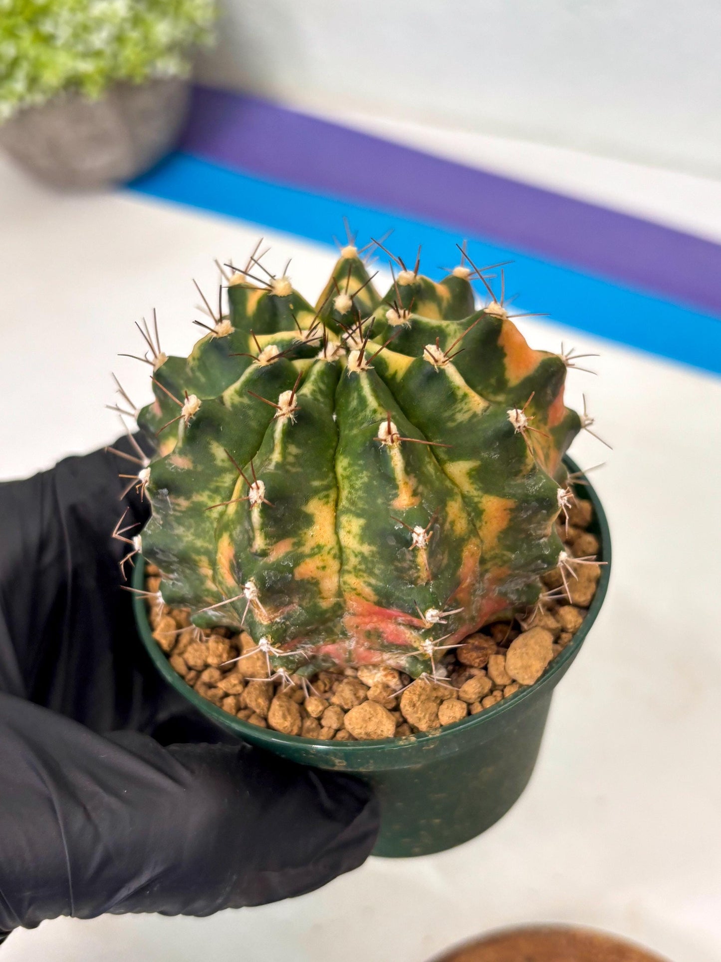 Gymnocalycium Mihanovichii (gy15) (r5) | Imported Plants