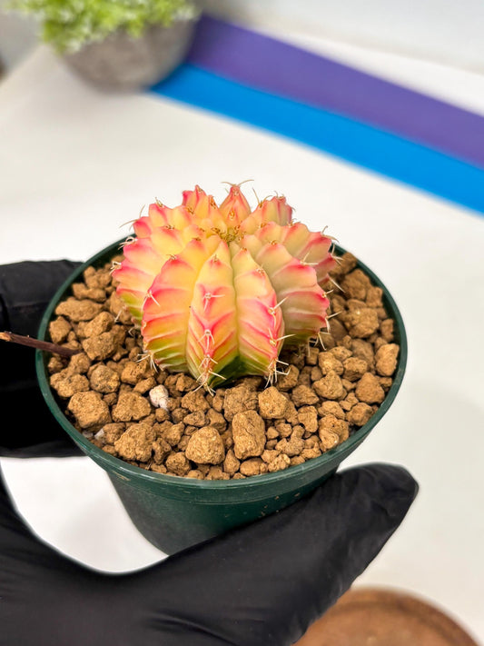 Gymnocalycium Lb Hybrid (gy16) (y5) | Imported Plants