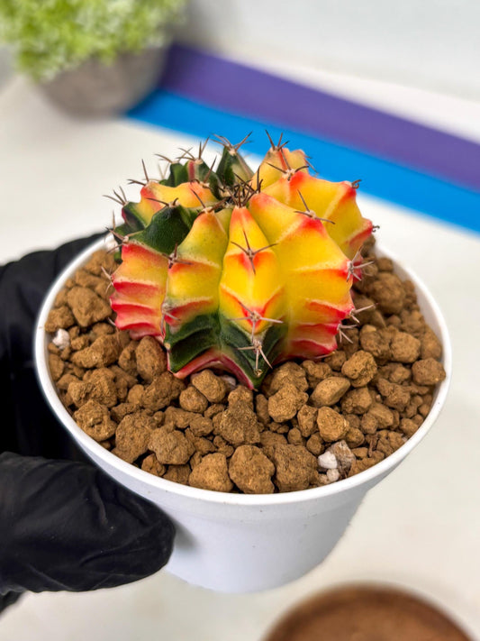 Gymnocalycium Lb Hybrid (gy16) (y6) | Imported Plants