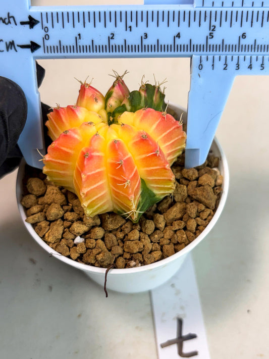 Gymnocalycium Lb Hybrid (gy16) (y7) | Imported Plants