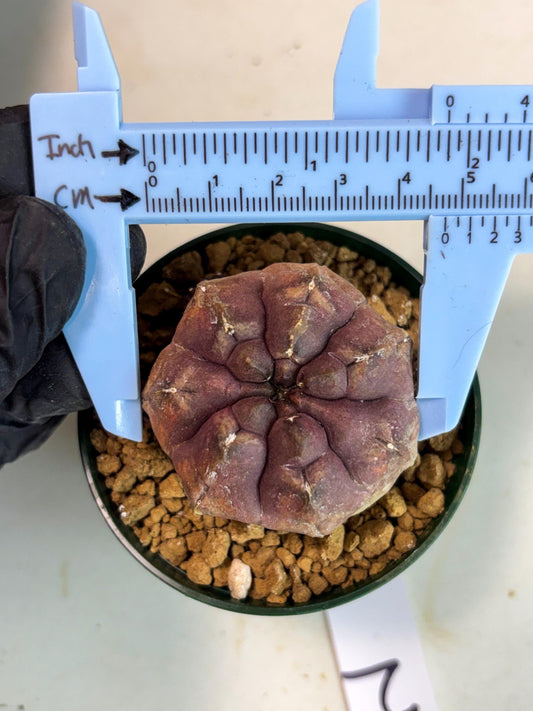 Gymnocalycium Daydream (gy16) (b2) | Rare Hybrids