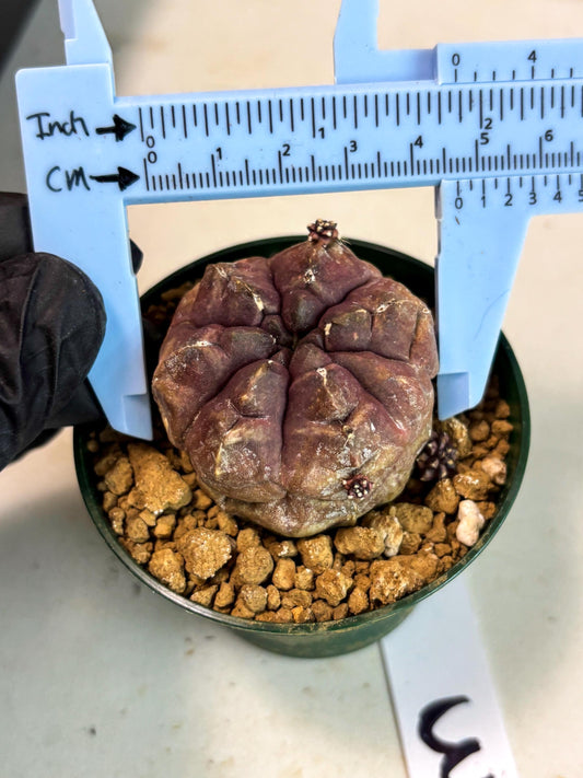 Gymnocalycium Daydream (gy16) (b3) | Rare Hybrids