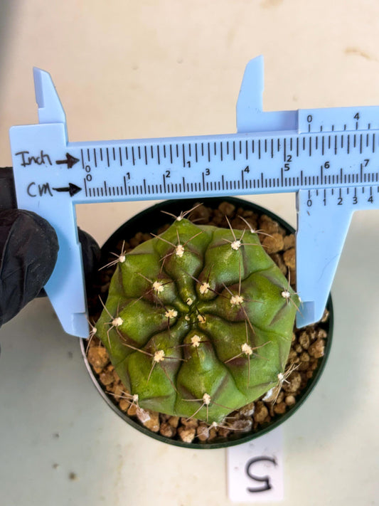 Gymnocalycium Chinese Dates (gy16) (b5) | Rare Hybrids