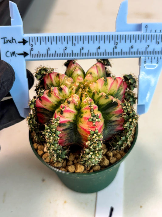 Gymnocalycium Multicolor (gy16) (r1) | Special Hybrid cactus