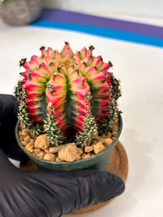Gymnocalycium Multicolor (gy16) (r3) | Special Hybrid cactus