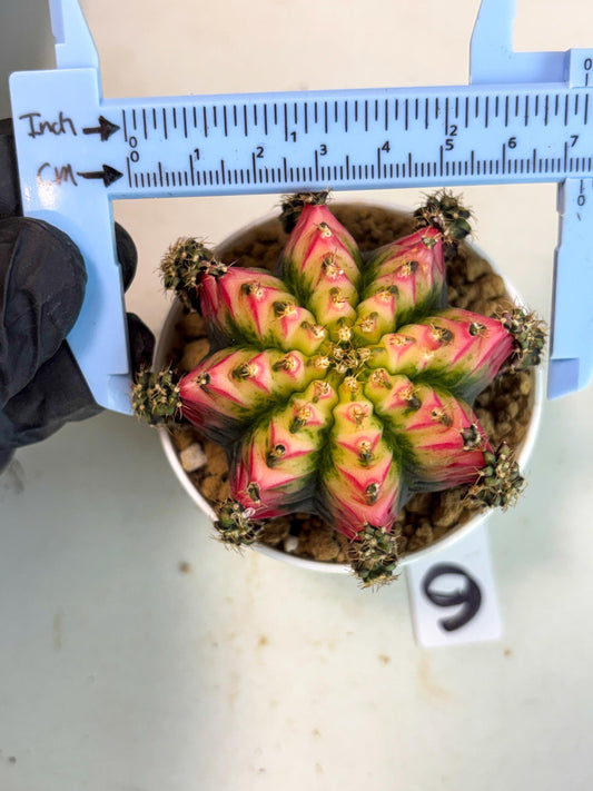 Gymnocalycium Multicolor (gy16) (r6) | Special Hybrid cactus