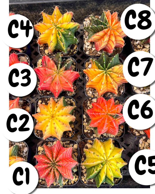 Gymnocalycium Var (AY) (C) | Choose your own plant! 2 Inch Pot
