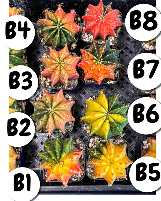 Gymnocalycium Var (Ap) (B) | Choose your own plant! 2 Inch Pot