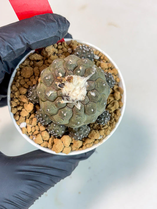 Copiapoa hypogaea (R) | Fully Rooted | Rare imported Cactus