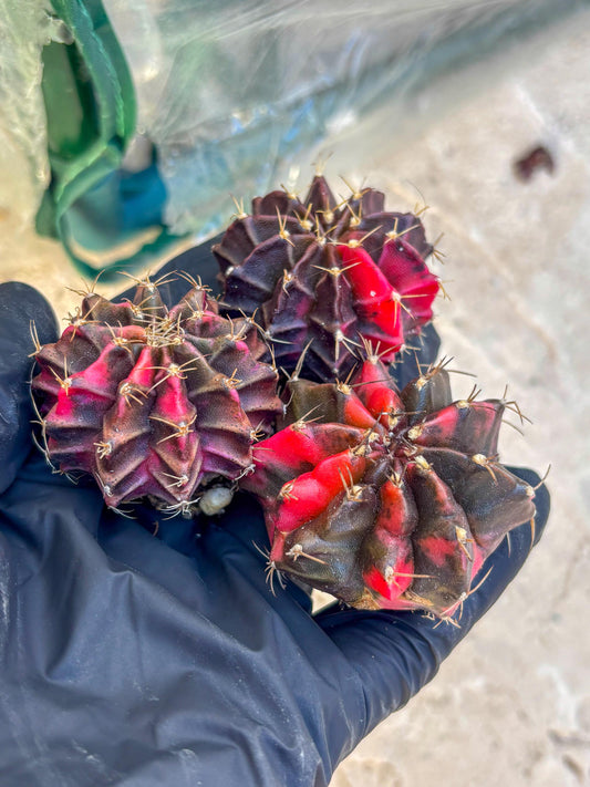 Gymnocalycium | Sellers choice | Great for beginners | 1.2~1.5Inch