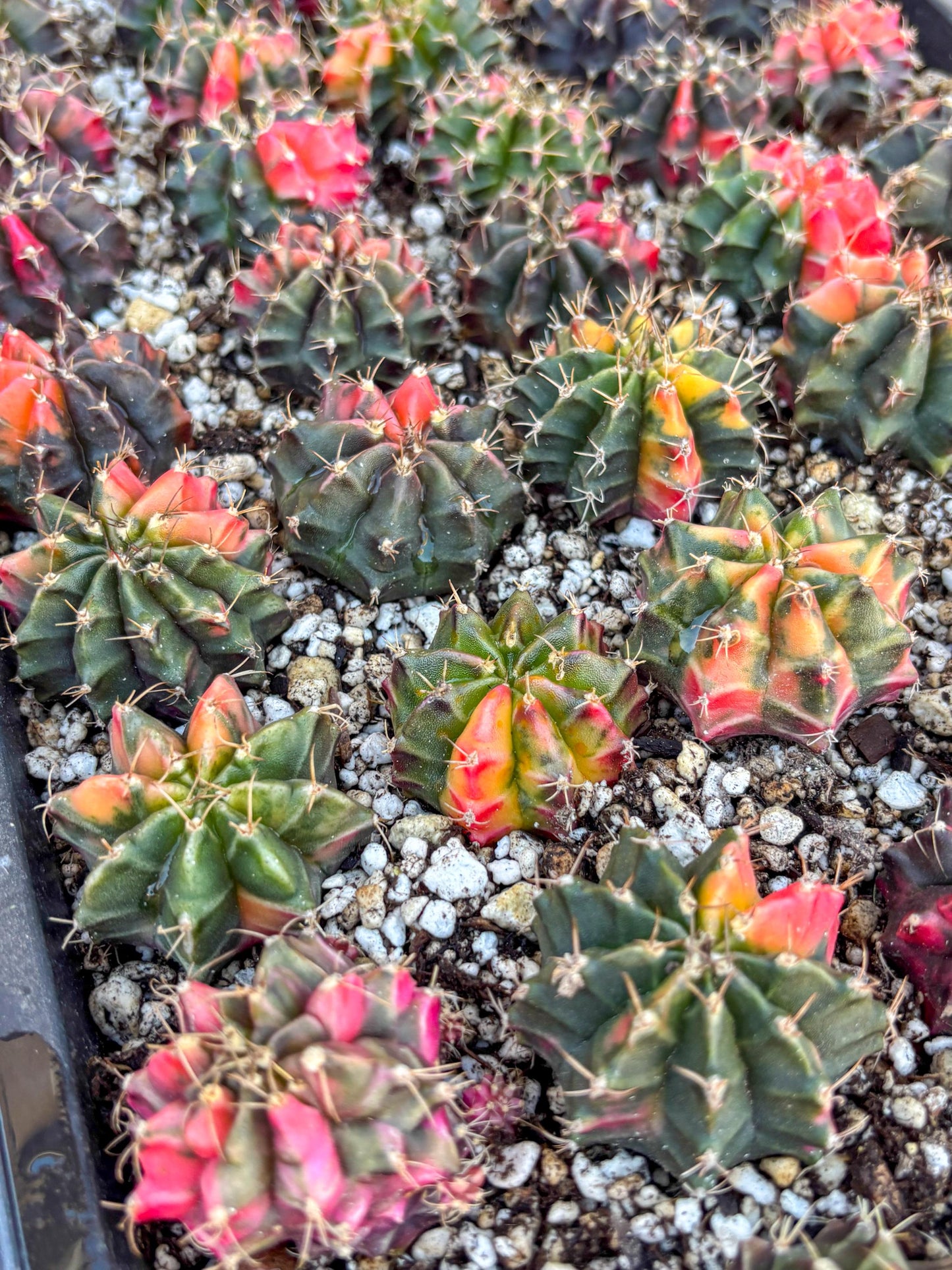 Gymnocalycium | Sellers choice | Great for beginners | 1.2~1.5Inch