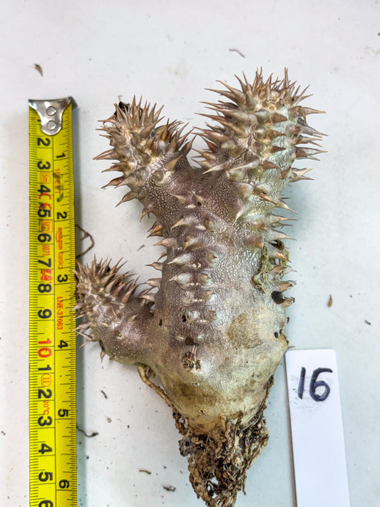 Brevicaule Baker (16) | Rare Plants | Ship with Pots