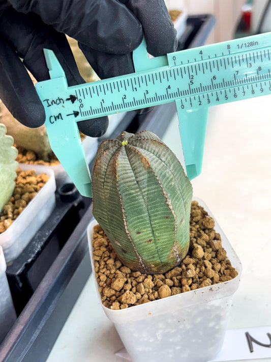 Euphorb Obesa (2) | Newly imported -March