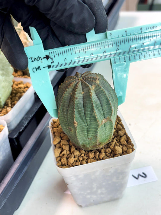 Euphorb Obesa (3) | Newly imported -March