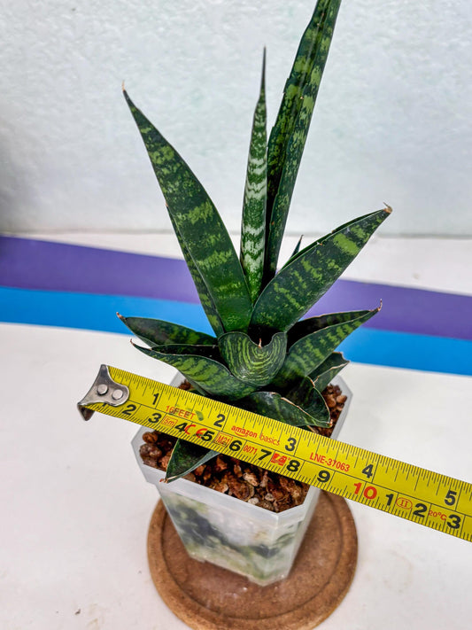Sansevieria Motomo x Boncel (Ha1) () | Imported
