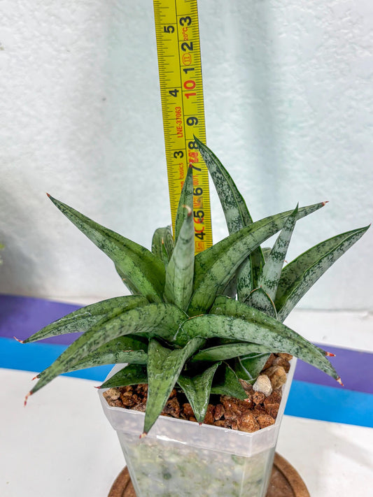Sansevieria Via (Ha1) (10) | Rare Plant