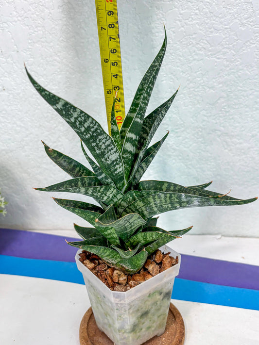 Sansevieria Silver Mottled (Ha1) (13) | Rare Hybrid