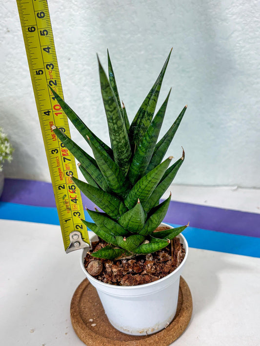 Sansevieria Tesya (Ha5) (4) | Imported