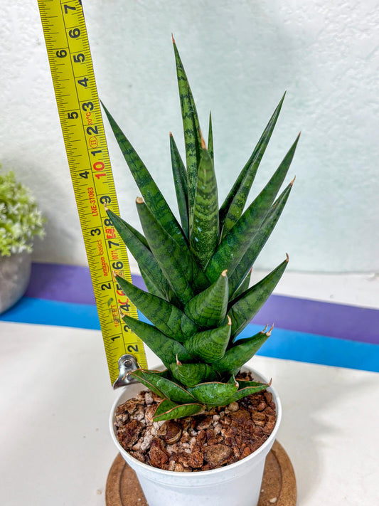 Sansevieria Tesya (Ha5) (5) | Imported