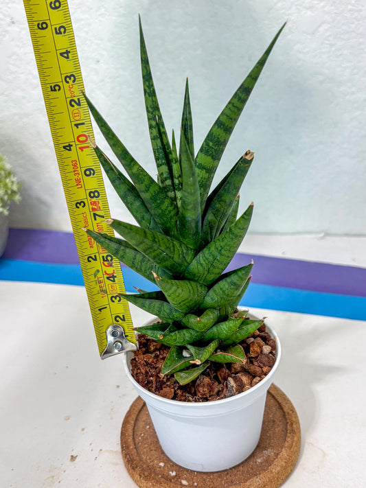 Sansevieria Tesya (Ha5) (10) | Imported