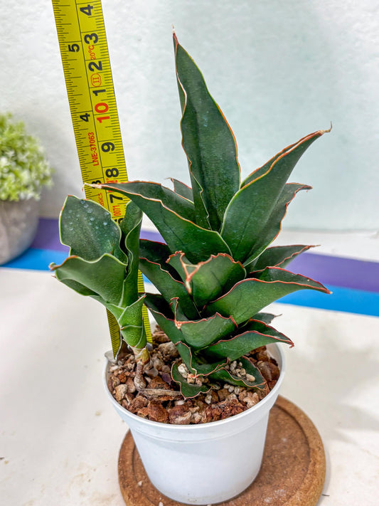 Sansevieria Marlena (Ha5) (11) | Imported Plants