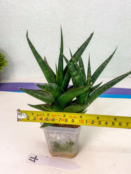 Sansevieria Prabu (ca1) (4) | Rare Snake Plant