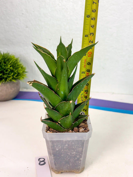 Sansevieria Tower (ca1) (8) | Small DMG