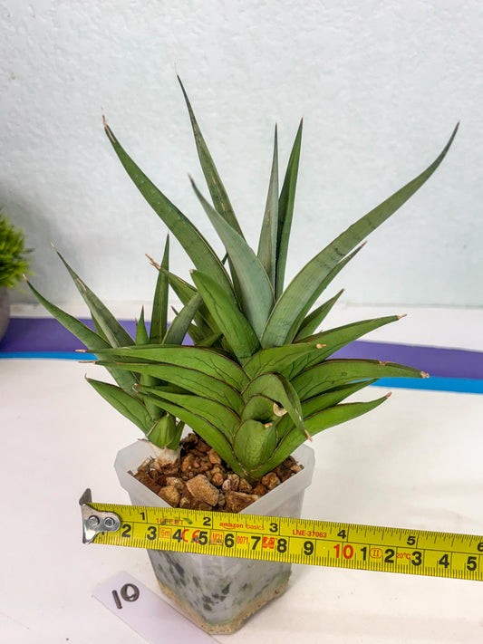 Sansevieria Aura (ca1) (10) | Rare House Plant